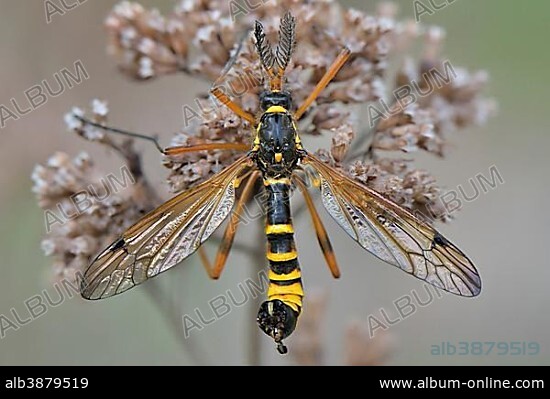 Crane Fly (Ctenophora flaveolata), male with clearly visible comb sensors on desiccated inflorescence of an Oregano (Origanum vulgare), Dortmund, Ruhr district, North Rhine-Westphalia, Germany, Europe.