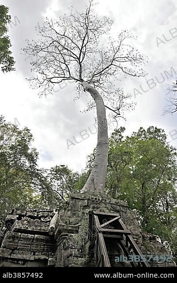 Tetrameles tree (Tetrameles nudiflora), tree's roots overgrowing the ruins of the temple complex of Ta Prohm, Angkor Thom, UNESCO World Heritage Site, Siem Reap, Cambodia, Asia.