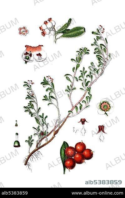 Kinnikinnick and Pinemat manzanita (Arctostaphylos uva-ursi), medicinal plant, historical chromolithography, ca. 1796.