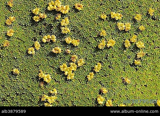 Yareta or llaretta (Azorella compacta), close-up with flowers, Altiplano, Bolivia, South America.