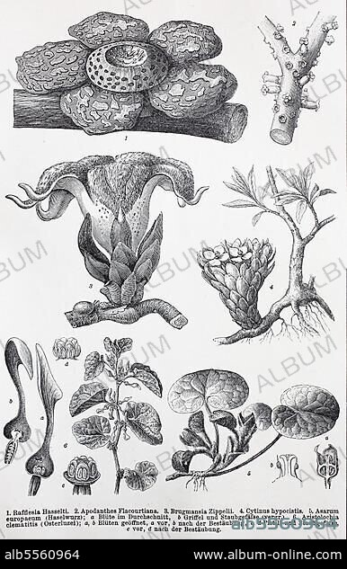 Historische Abbildungen verschiedener zweikeimblättriger Pflanzen, auch bekannt als Dikotyledonen: Rafflesia, Apodanthes (Brugmansia), Cytinus, Asarum europäum (Aristolochia clematitis), digital restaurierte Reproduktion einer Originalvorlage aus dem 19. Jahrhundert.
