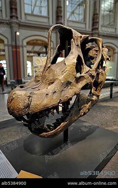 Skull of a Brachiosaurus brancai, Museum fuer Naturkunde, Natural History Museum, Berlin, Germany, Europe.