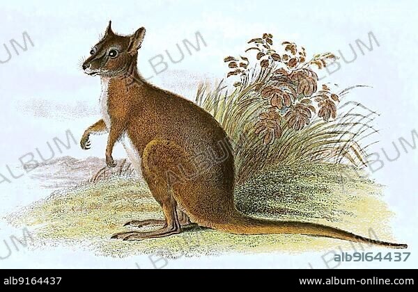 Derby wallaby (Notamacropus), also called tammar or dama wallaby eugenii, is a species of kangaroo, digitally restored reproduction of an original 19th century specimen.