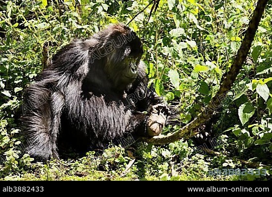 Isabukuru Mountain Gorillas (Gorilla beringei beringei), Volcanoes National Park, Parc National des Volcans, Rwanda, Africa.