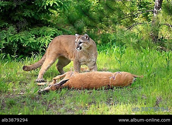 Cougar or Puma (Puma concolor, Felis concolor), adult with prey, Minnesota, USA, North America.