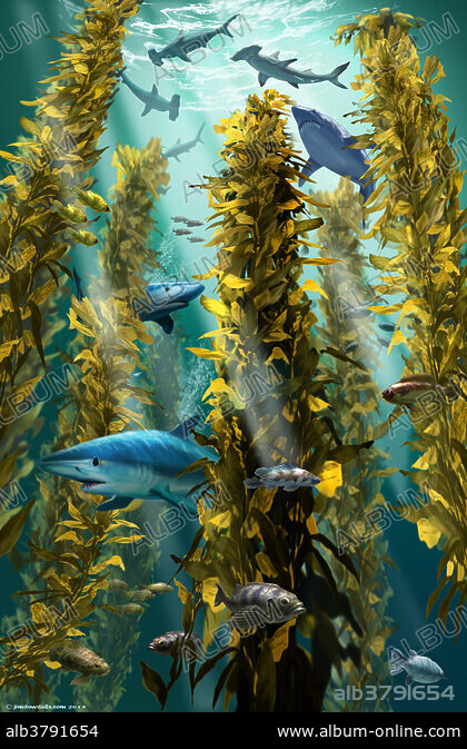 Sharks in a kelp forest - Album alb3791654