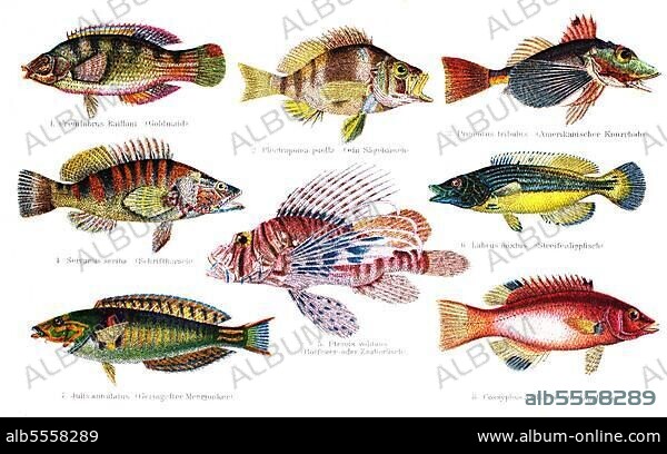 Bunte Fische: (Crenilabrus bailloni), Plectropoma puella, Prionotus tribulus (Serranus scriba), Julius annulatus, Pterois volitans, Labrus muxtus, Cossyphus axillaris, Colorful fish: Crenilabrus bailloni, digital restaurierte Reproduktion einer Originalvorlage aus dem 19. Jahrhundert.