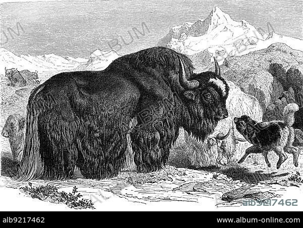 Yak (Bos mutus), Jak, a species of cattle common in High Asia, Historical, digitally restored reproduction from an 18th century original.