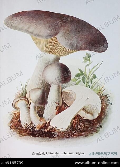 Mushroom, grey head, clouded funnel fungus (Lepista nebularis) the fog or grey cap, syn. Historic, digitally restored reproduction of an illustration by Emil Doerstling (1859-1940).