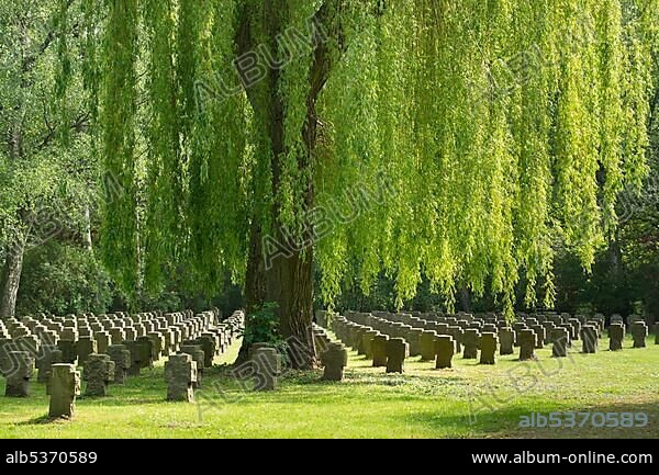Stone crosses under weeping willow, war graves, main cemetery, Dortmund, North Rhine-Westphalia, Germany, Europe.