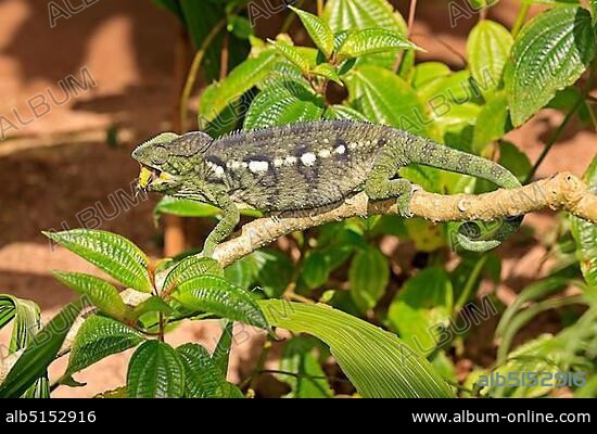 Oustalet's or Malagasy Giant Chameleon (Furcifer oustaleti), female, eating, Madagascar, Africa.