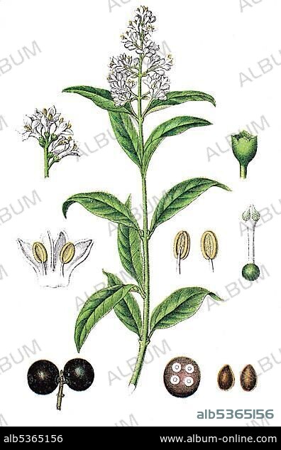 Wild privet, Common privet or European privet (Ligustrum vulgare), medicinal plant, useful plant, chromolithography, 1888.