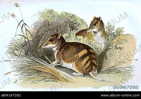 Eastern barred bandicoot (Perameles gunnii), a marsupial of the family Actual Nose Butchers, found in Tasmania and on the Australian mainland, digitally restored reproduction of an original 19th century original.