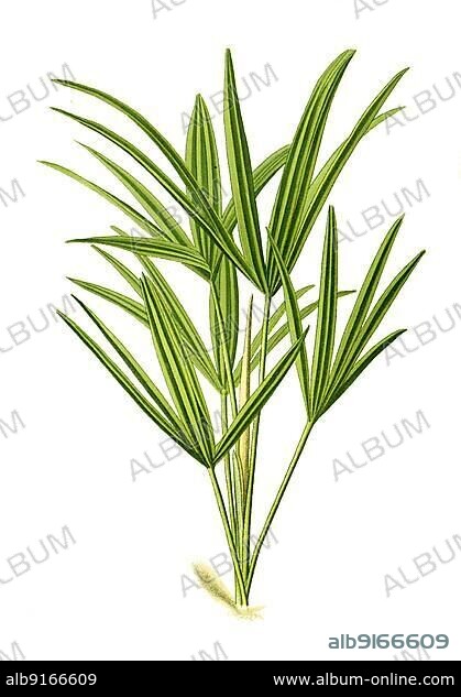 Trachycarpus excelsus, Rhapis excelsa, Chinese windmill palm, Chusan palm. Chinese hemp palm, plant, Historical, digitally restored reproduction of a 19th century original.