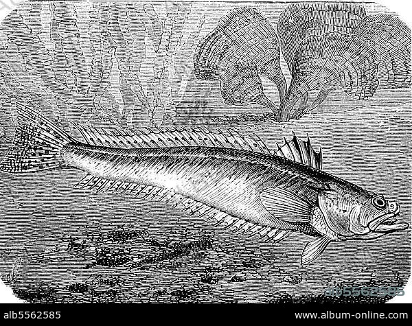 Gewöhnliches Petermännchen (Trachinus draco), auch Großes Petermännchen oder Petermännchen, Fisch, Historisch, digital restaurierte Reproduktion einer Originalvorlage aus dem 19. Jahrhundert.