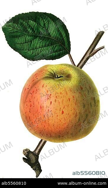 Apfel, Apfelsorte, the Dutch Mignon Apple, digitale Reproduktion einer Originalvorlage aus dem 19. Jahrhundert, Originaldatum nicht bekannt.