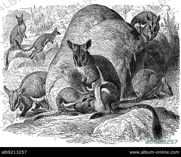 Yellow-footed rock-wallaby (Petrogale xanthopus), a marsupial species of the kangaroo family, Historic, digitally restored reproduction from an 18th century original.