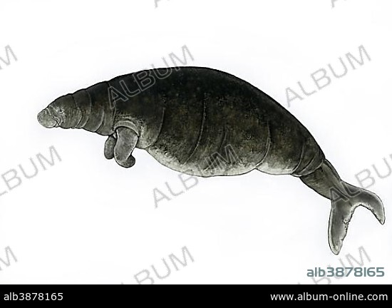 Steller's Sea Cow (Hydrodamalis gigas), extinct species, illustration.