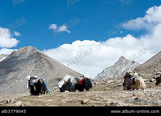 Tibetan Buddhism, waterfall, packed yak (Bos mutus) in the mountains, pilgrimage route to the sacred Mount Kailash, Gang Rinpoche, Kora, Ngari, Gang-Tise Mountains, Trans-Himalaya, Himalayan, West Tibet, Tibet Autonomous Region, People's Republic of China, Asia.