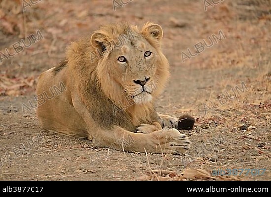 Asiatic Lion (Panthera leo persica), male, Gir Forest National Park, Gir Sanctuary, Gujarat, India, Asia.
