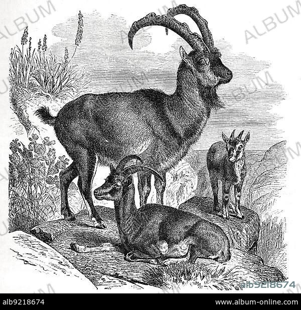Wild goat (Capra aegagrus), is a species of mammal from the horned bearer family, Historic, digitally restored reproduction from an 18th century original.