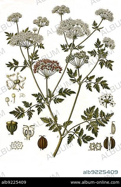Medicinal plant, Spotted hemlock (Conium maculatum) is a species of plant from the hemlock, Historical, digitally restored reproduction from a 19th century original.