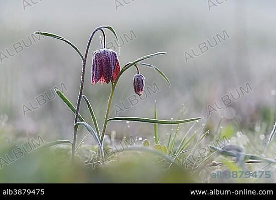 Purple Snake's head fritillary (Fritillaria meleagris) with hoar frost, Hesse, Germany, Europe.