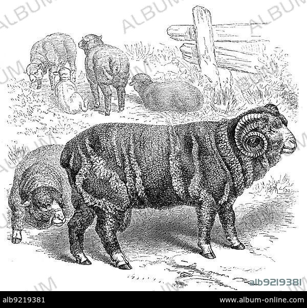 Merino domestic sheep (Ovis aries) hispanica, short form the Merino, is a fine wool sheep breed that probably originated in North Africa, Historic, digitally restored reproduction from an 18th century original.