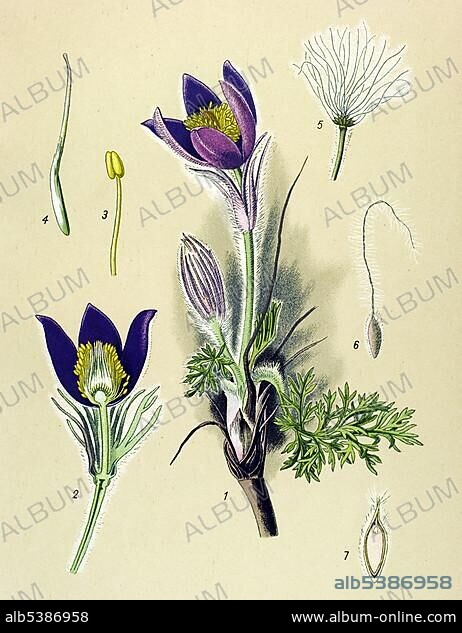 Historic illustration, Pasque Flower (Anemone pulsatilla, Pulsatilla vulgaris), poisonous plant, medicinal plant.