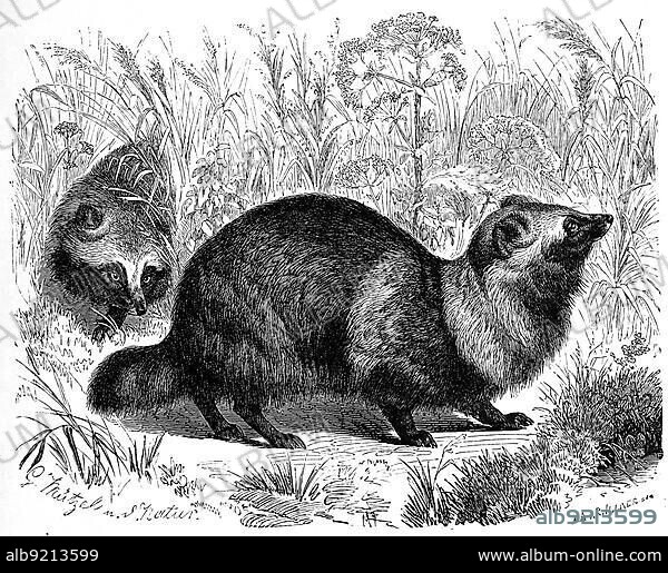 Tanuki, also called raccoon dog (Nyctereutes procyonoides), Tanuki or Enok, fruit fox, is a species of the dog family, common raccoon dog, the Chinese or Asian raccoon dog, is a small, heavy-set, fox-like canid native to East Asia, Historic, digitally restored reproduction of a 19th century original, exact original date unknown.