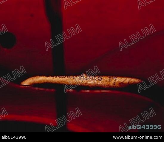 ANTONIO STRADIVARI (1644-1737) STRADIVARIUS. VIOLIN STRADIVARIUS DETALLE DE LA FIRMA 1726.