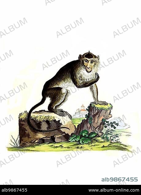 Mammals, Javanese monkey, crab-eating macaque (Macaca fascicularis) or crab-eater, Simia aygula, Historical, digitally restored reproduction of an original from 1860.