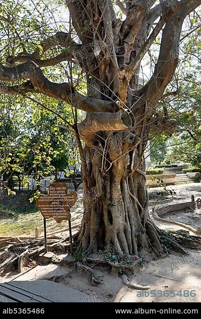 Magic Tree, Killing Fields Memorial of the Khmer Rouge, Choeung Ek, Phnom Penh, Cambodia, Asia.