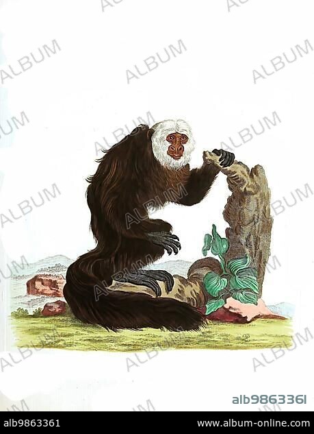 Mammals, Simia pithecia, white-faced saki (Pithecia pithecia) or pale-headed saki, primate species from the group of New World monkeys, Historical, digitally restored reproduction of an original from 1860.