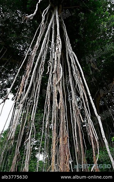 Giant Banyan Tree (Ficus benghalensis), Candi Mendut, Mendut Temple, Mendut, Central Java, Indonesia, Asia.