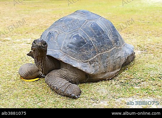 Aldabra giant tortoise (Geochelone gigantea), endemic, Curieuse island, Seychelles, Africa.
