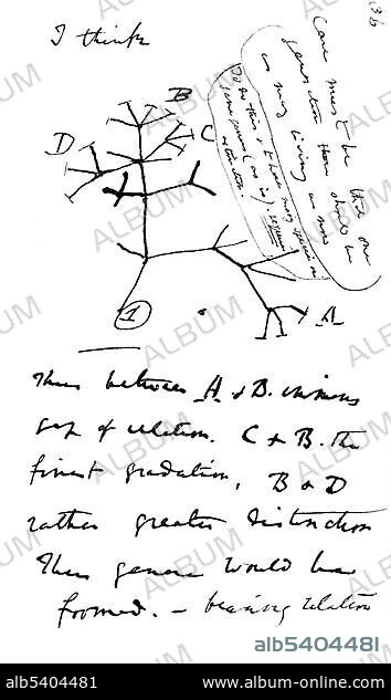 Drawing, Charles Darwins tree of life, first sketch of the evolutionary tree 1837, from the first journal about Transmutation of Species, shows the relations between the groups of organisms.