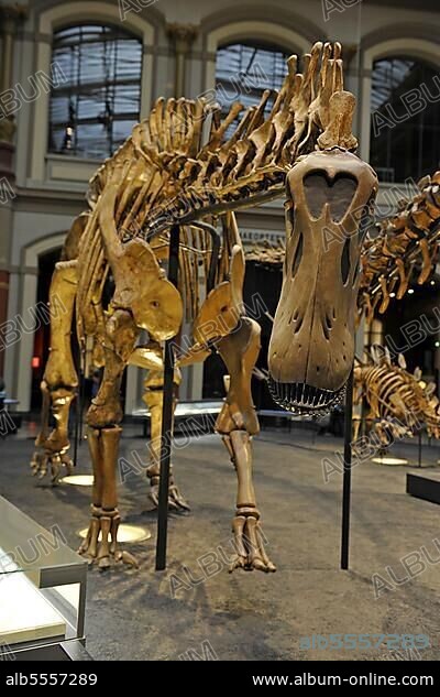 Skeleton reconstruction of a Dicraeosaurus hansemanni, Saurierhalle, Museum für Naturkunde, Berlin, Germany, dinosaur skeleton, Europe.