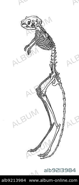 Skeleton of the great jerboa (Allactaga major), Historic, digitally restored reproduction of a 19th century original, exact original date unknown century.