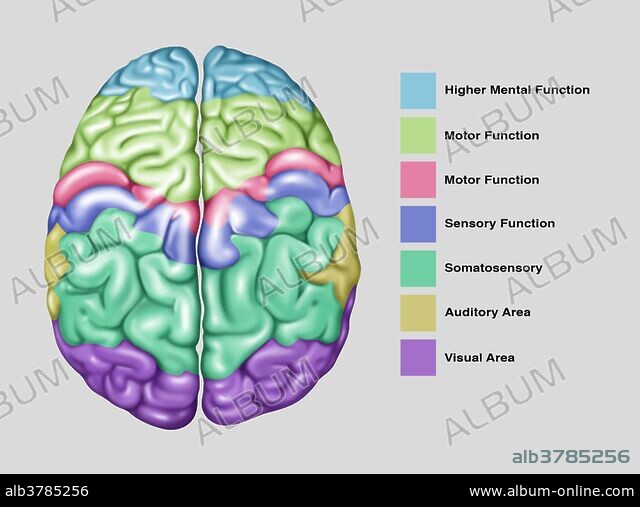 Brain Function, Illustration - Album alb3785256