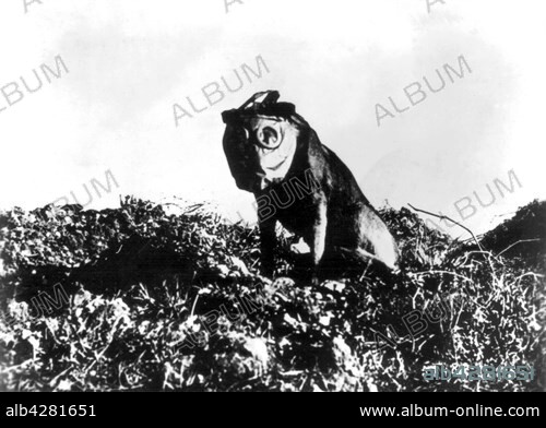 Photograph by Rol, dog wearing a gas mask. 1918. France - World War I. Paris. Bibliothèque nationale.