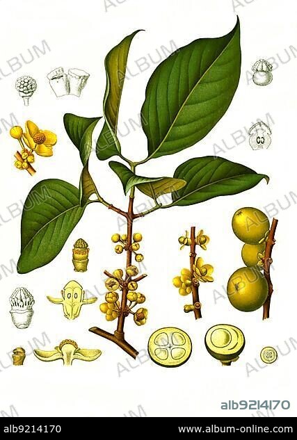Medicinal plant, Garcinia morella, Garcinia morella is a species of tree in the Clusiaceae family, found in India and Sri Lanka, Historical, digitally restored reproduction from a 19th century original.