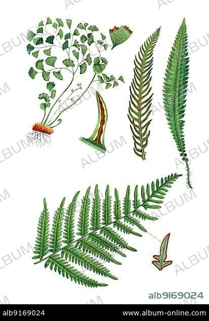 Maidenhair fern also Venus hair, Adiantum capillus-veneris (top left), Ribbed fern also Common ribbed fern or European ribbed fern, Blechnum spicant (top right), Eagle fern, Pteridium aquilinum (bottom), digitally restored reproduction of an original from the 19th century, exact original date not known.