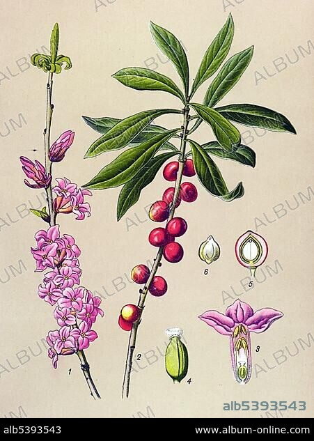 Historical illustration, Mezereon (Daphne Mezereum), poisonous plant, medicinal plant.