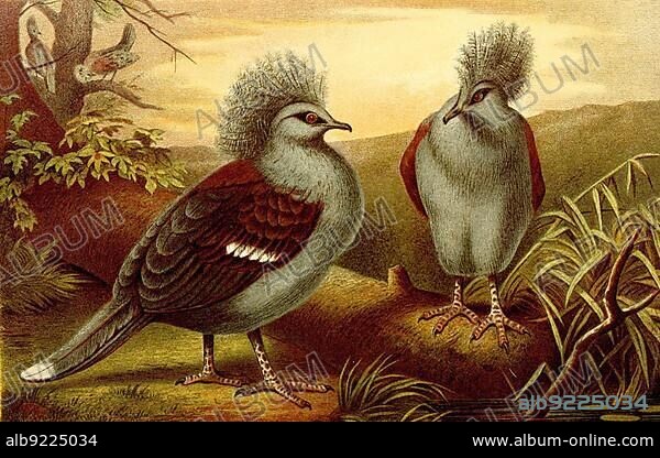 Bird, western crowned pigeon (Goura cristata), also called Blue-headed Crowned Pigeon or Blue-breasted Crowned Pigeon, a species of pigeon bird, Historical, digitally restored reproduction from an 18th century original.