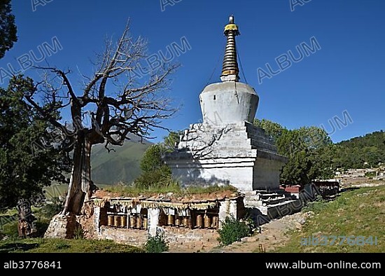 Tibetan Buddhism, centuries-old juniper trees and stupa, chorten in the mountains of Reting Monastery, Mount Gangi Rarwa, Himalayas, Lhundrup district, central Tibet, Tibet, China, Asia.