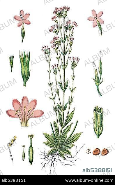 Common centaury, or European centaury (Centaurium erythraea, Syn: Centaurium erythraea L. auct Centaurium minus, Centaurium umbellatum Gilibert.), medicinal plant, useful plant, chromolithography, 1888.