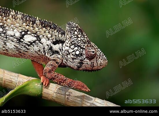 Oustalet's or Malagasy Giant Chameleon (Furcifer oustaleti), male, looking for food, captive, Madagascar, Africa.