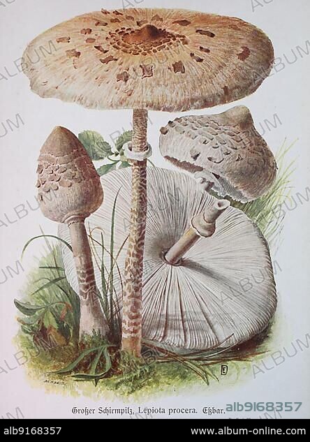 Mushroom, Large Umbrella Fungus, Lepiota procera or Common parasol mushroom (Macrolepiota procera), Historical, digitally restored reproduction of an illustration by Emil Doerstling (1859-1940).