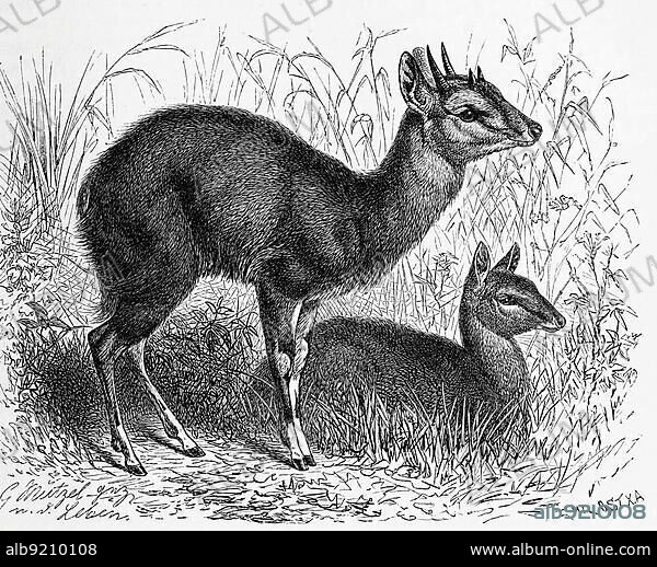 Four-horned antelope (Tetracerus quadricornis), an Asian antelope from the horned family, Historical, digitally restored reproduction from an 18th century original.